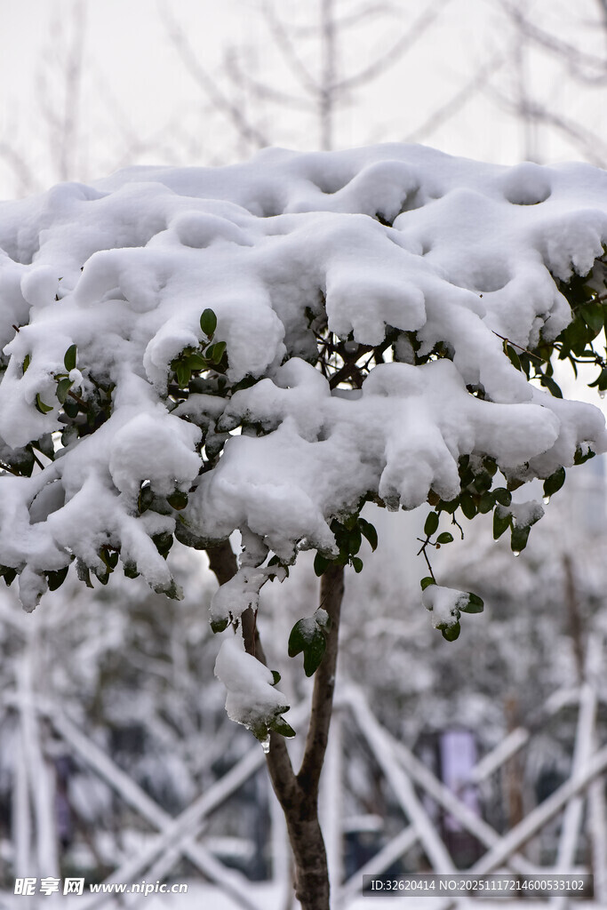 枝头覆雪的冬日景致