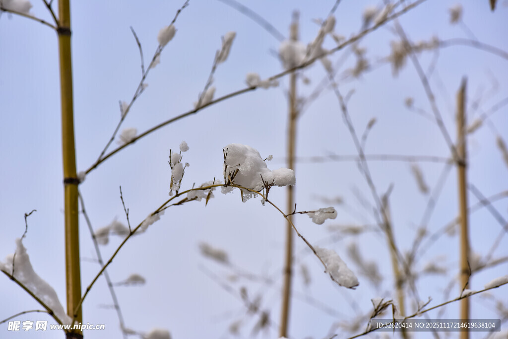 枝头覆雪的冬日景象