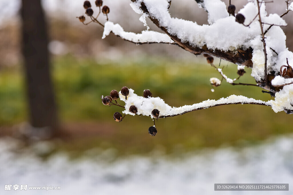 枝头覆雪