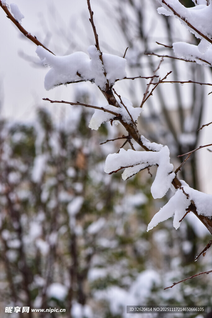 枝头覆雪的冬日景致