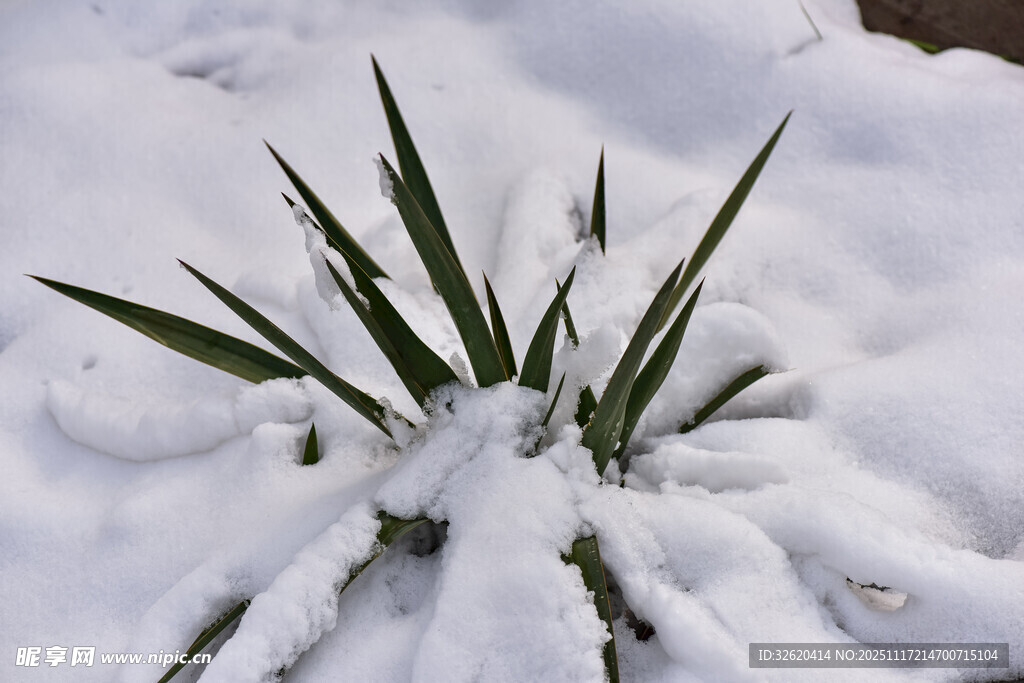 雪覆青草