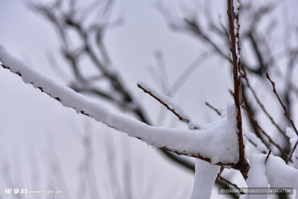 枝头覆雪的冬日景象