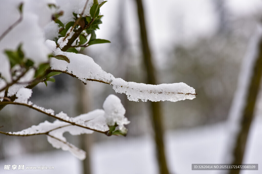 枝头覆雪