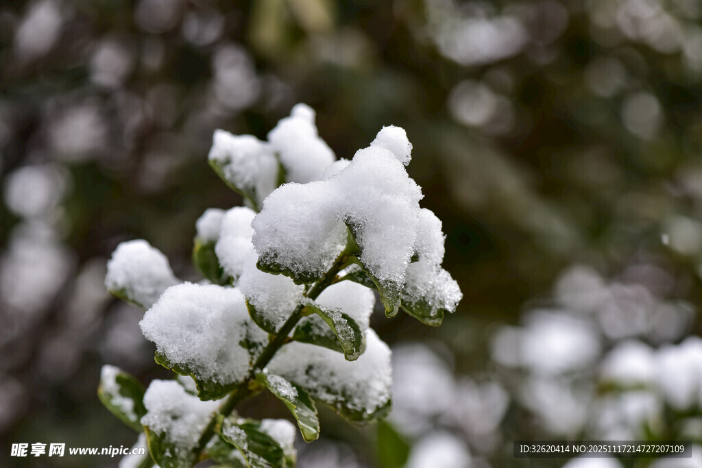 枝头覆雪