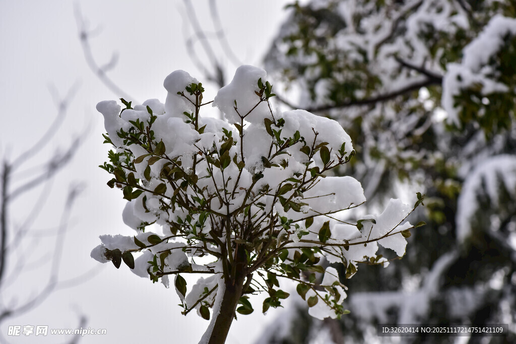 枝头覆雪的翠绿植物
