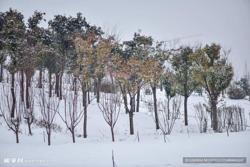 雪覆树林冬日美景