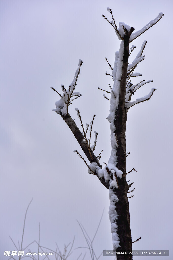 雪覆枯树枝