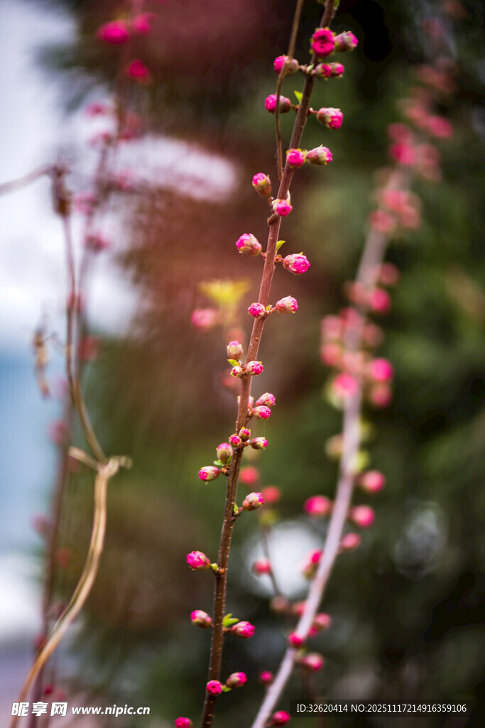 粉红花枝