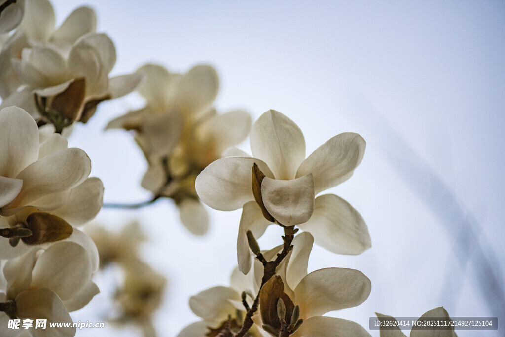 玉兰花枝