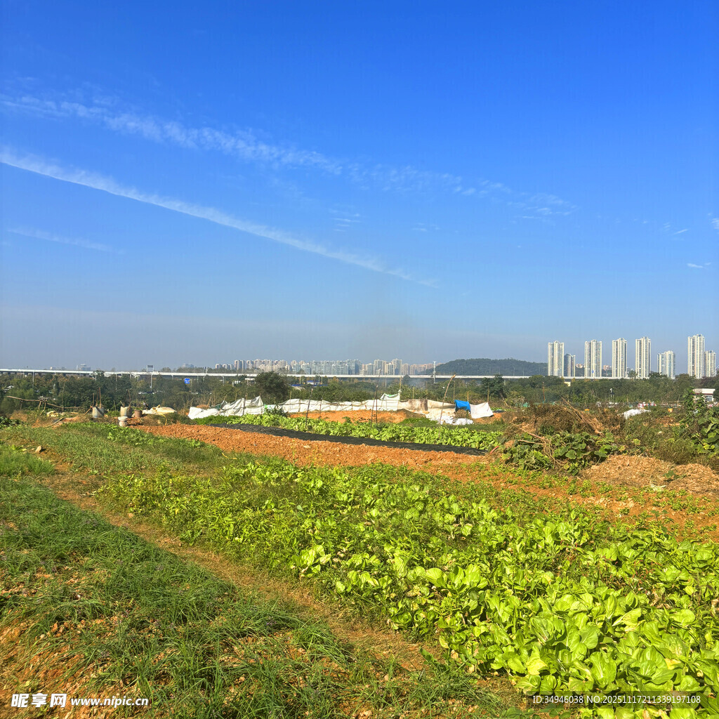 田园风光中的翠绿农田