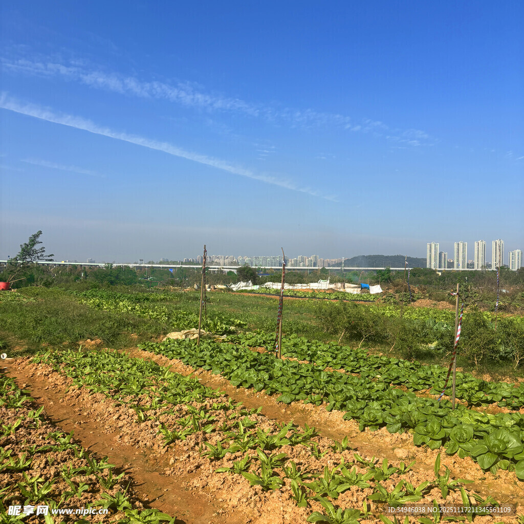 田园风光中的绿色农田