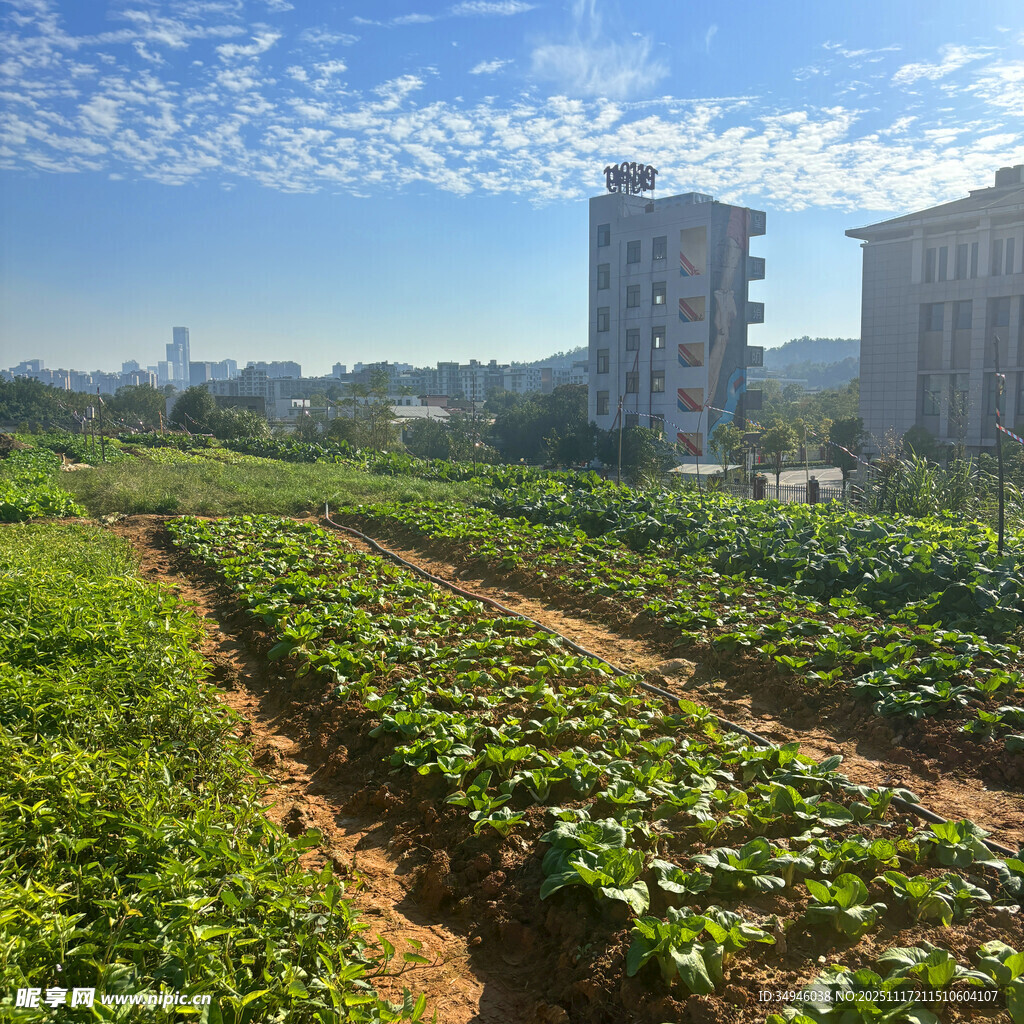 城市边的田园风光