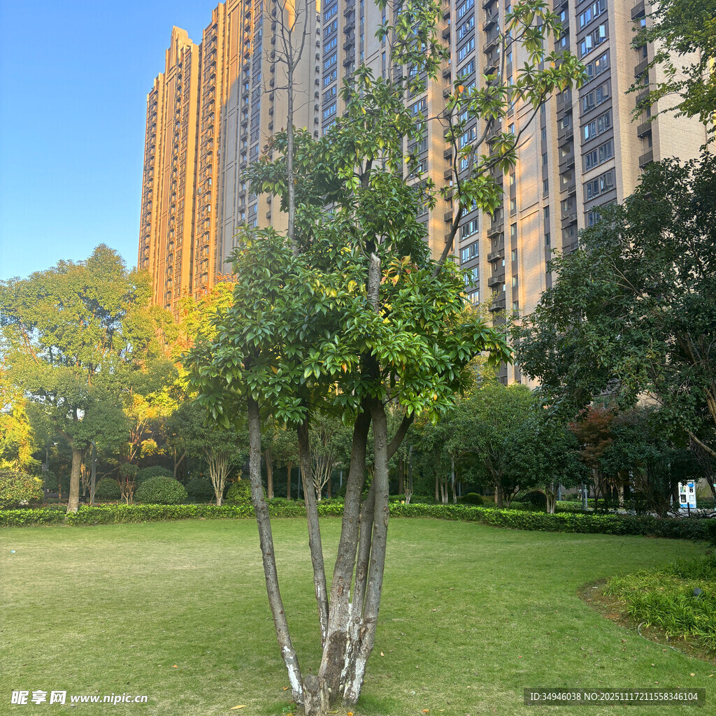 城市绿地旁的高楼景观