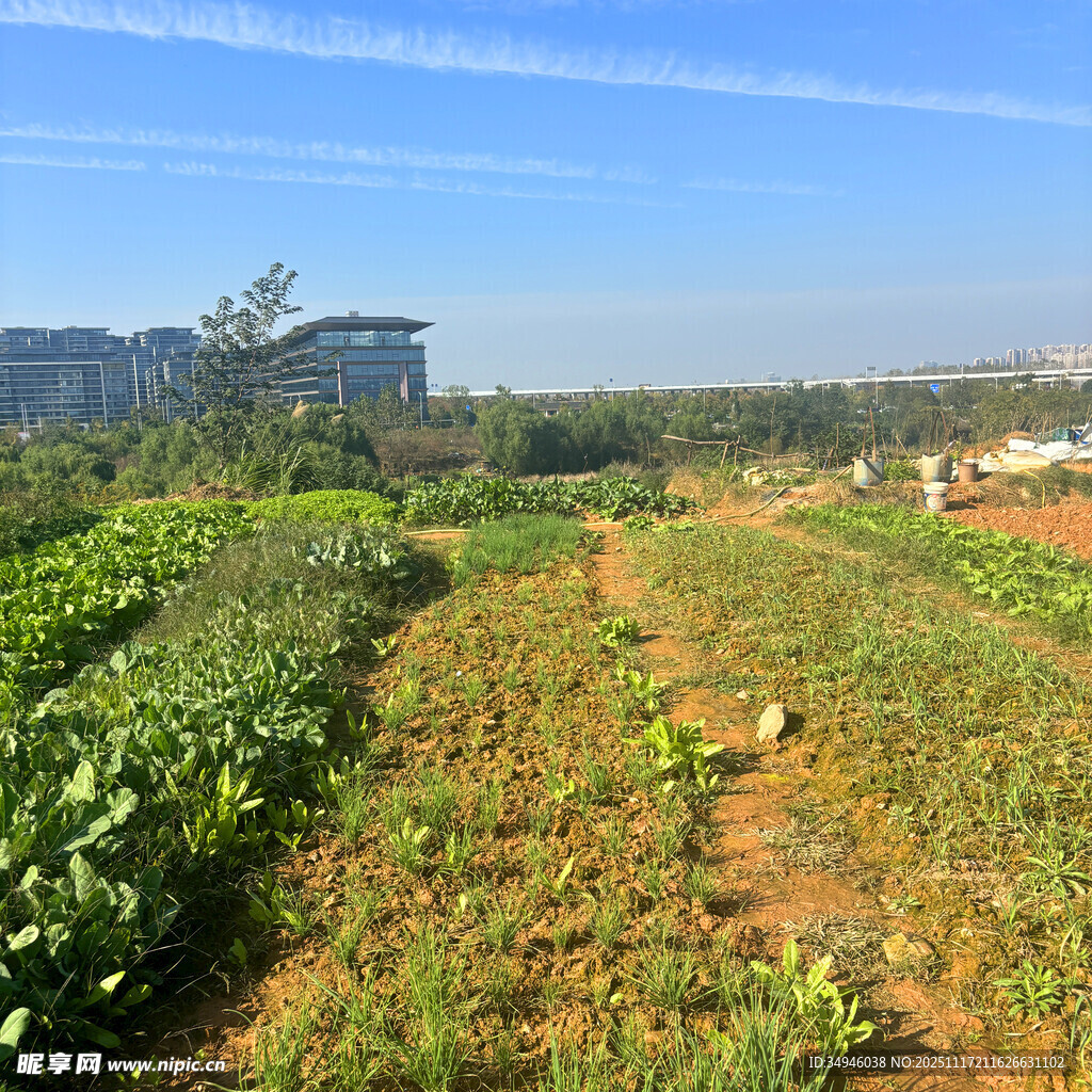 田园风光中的农作物种植地