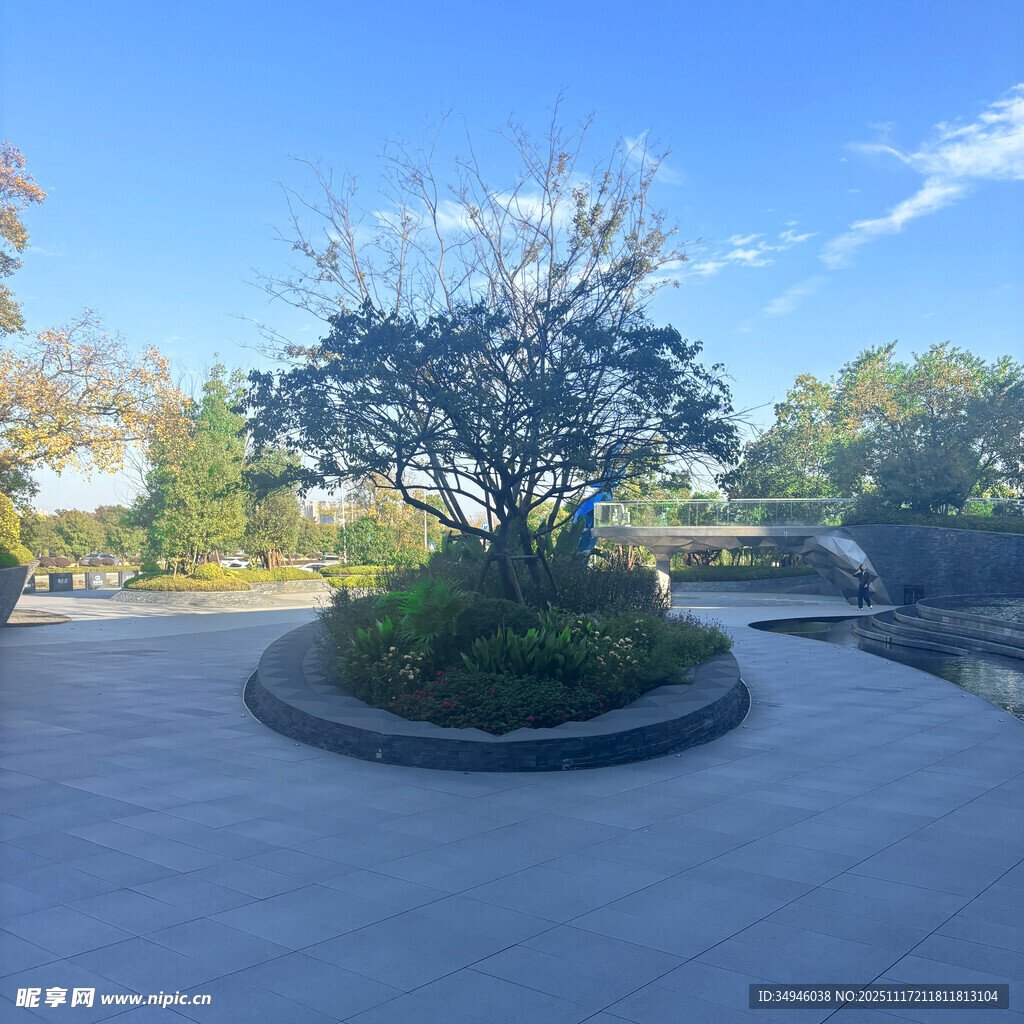 庭院中的绿植景观