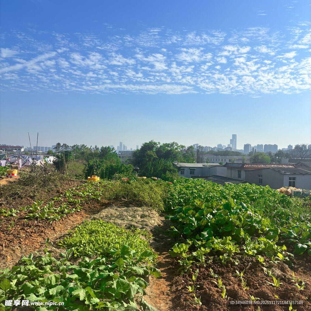 田园风光中的蔬菜种植地