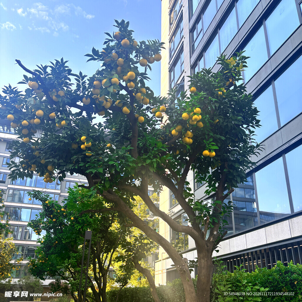 城市中硕果累累的橘子树