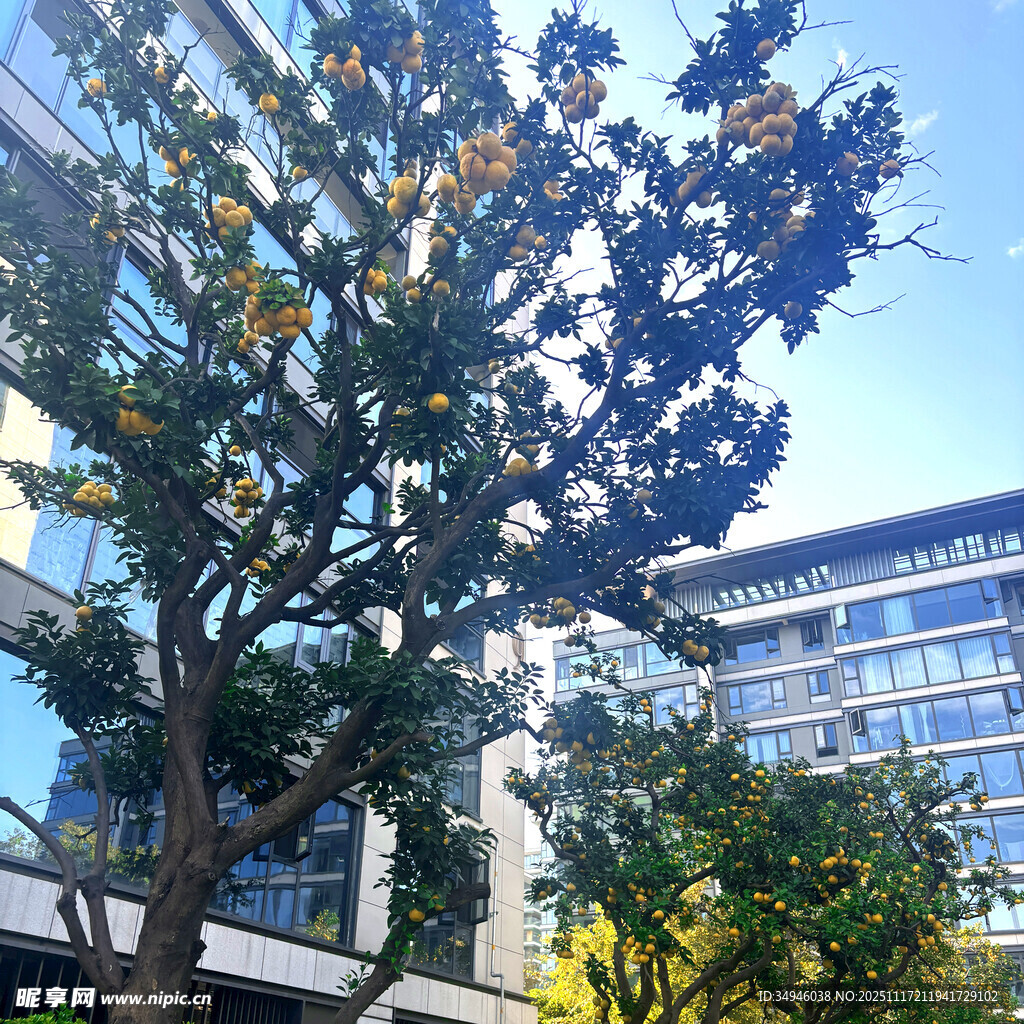 城市中繁茂树木与现代建筑