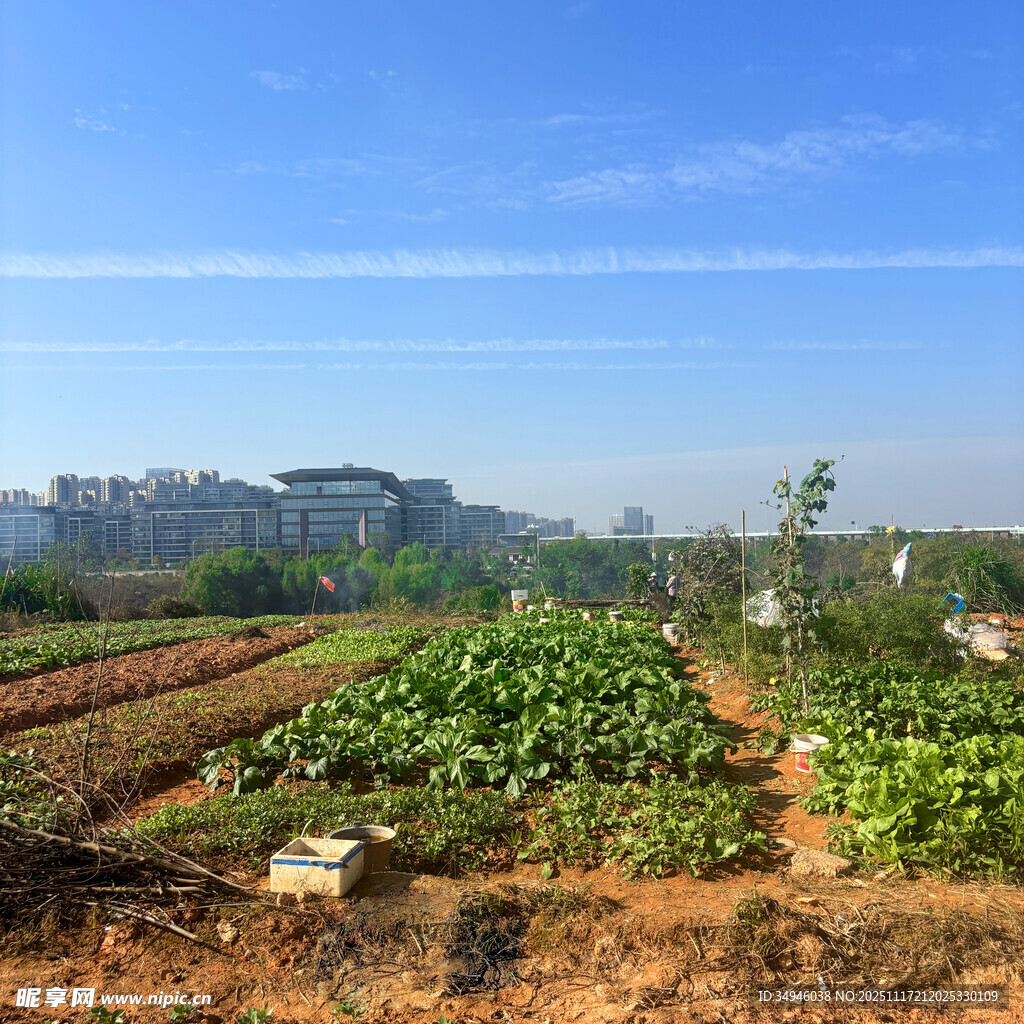 城郊菜园风光