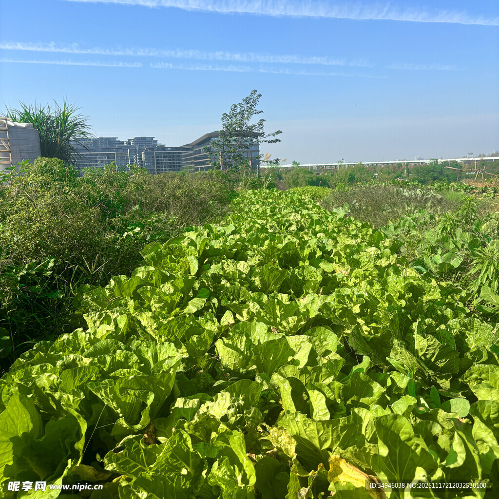 田野中的繁茂绿色植物