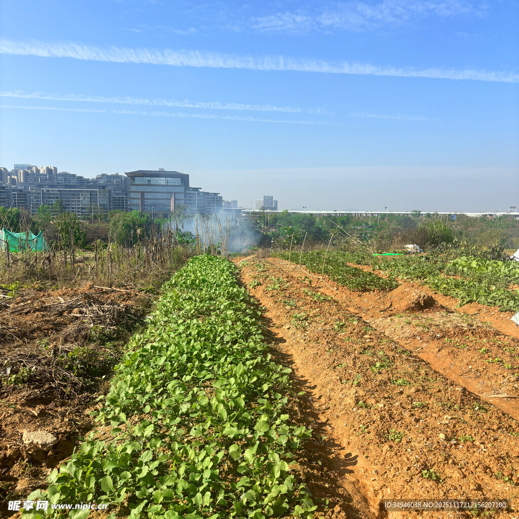 田园风光中的农田景象