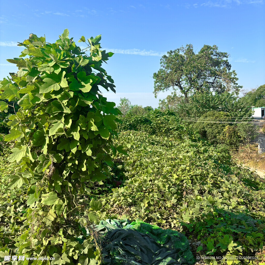 田园绿意盎然的植物景观