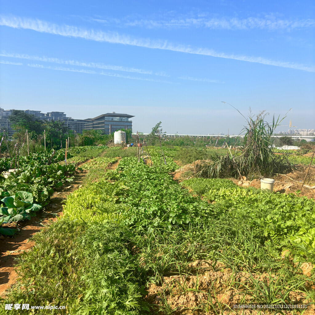 田园蔬菜种植景观