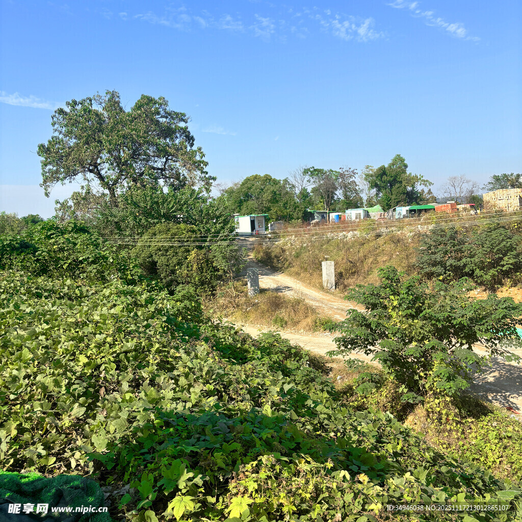 绿意盎然的乡村景致