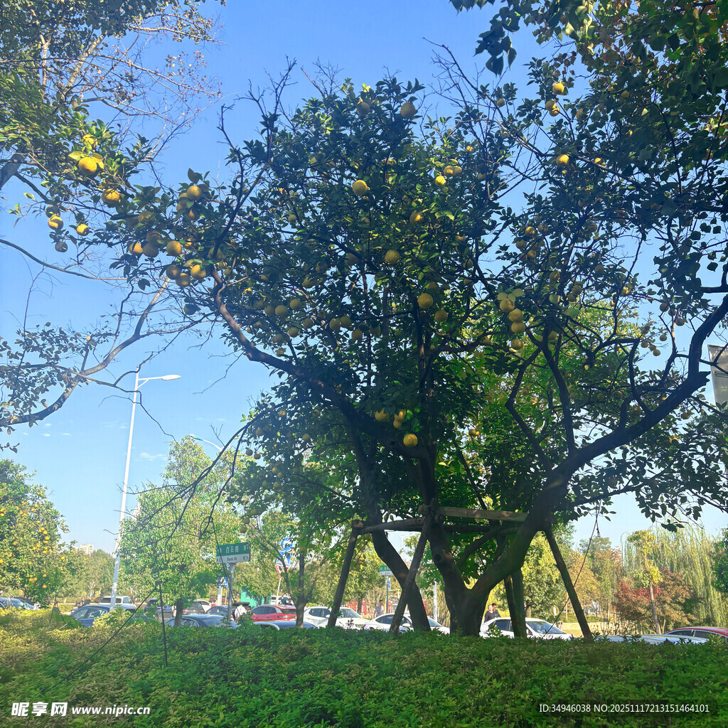 秋日公园大树风景