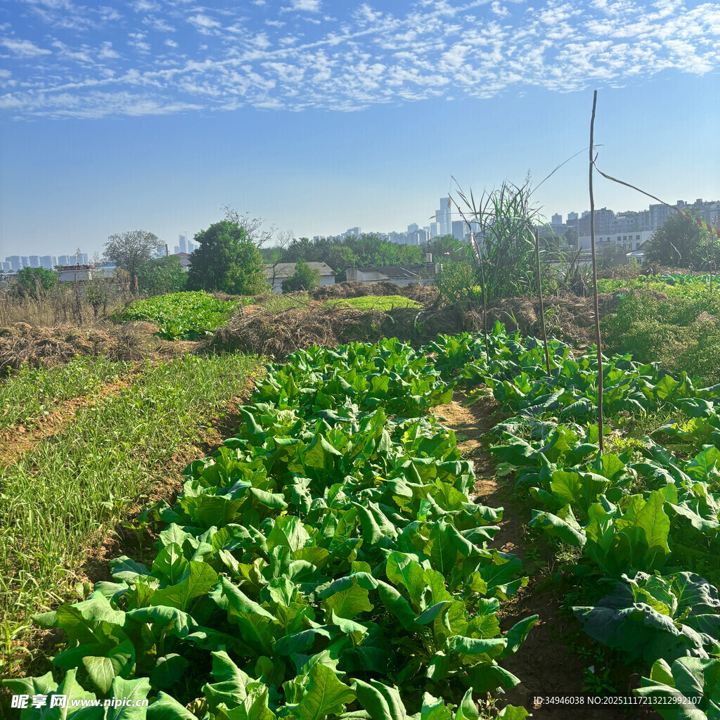 田园菜园风光