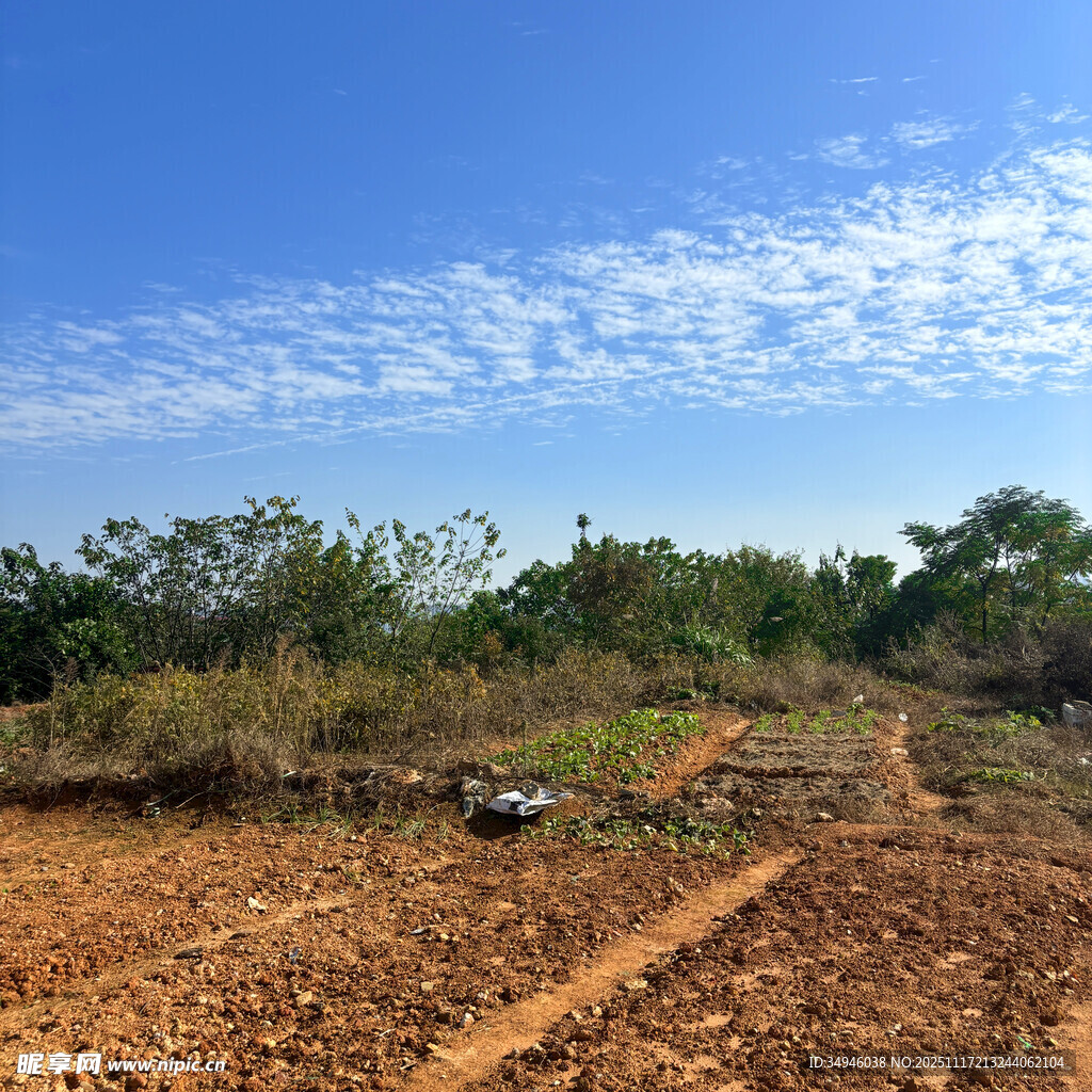 荒野中的泥土小路与植被