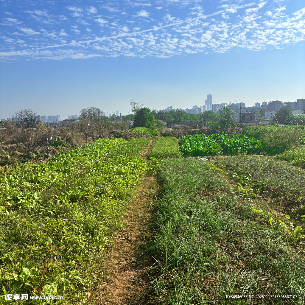 田园风光中的绿色农田小径