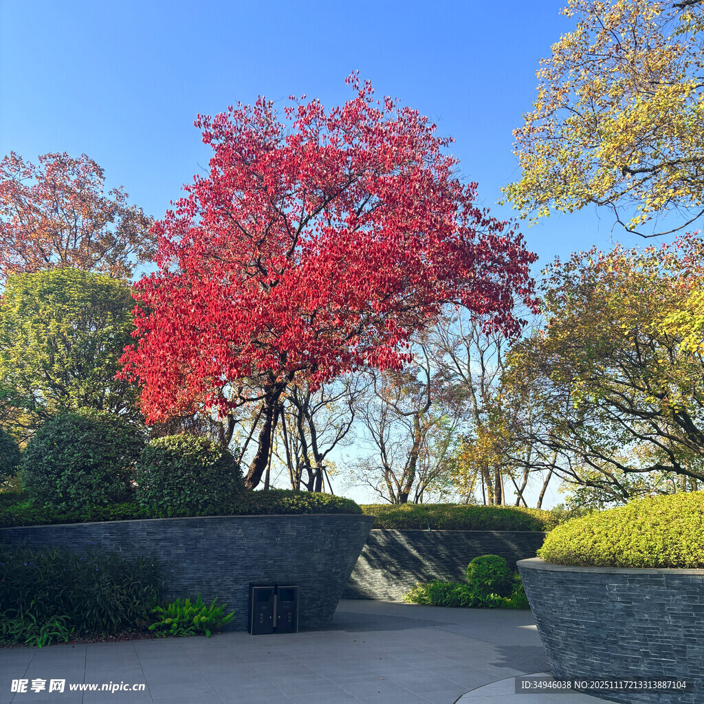 秋日公园中的艳丽红枫树