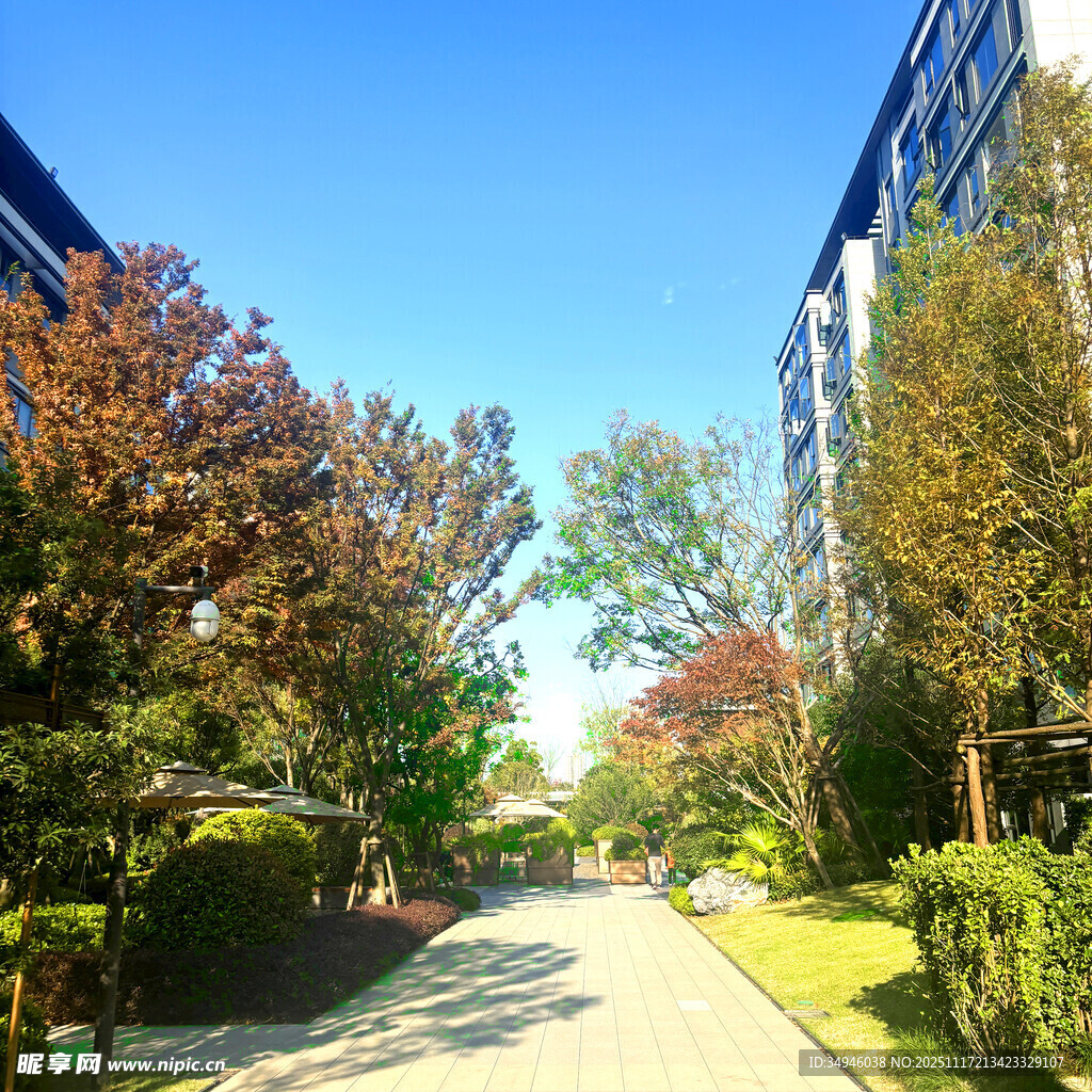 小区林荫小道秋日美景