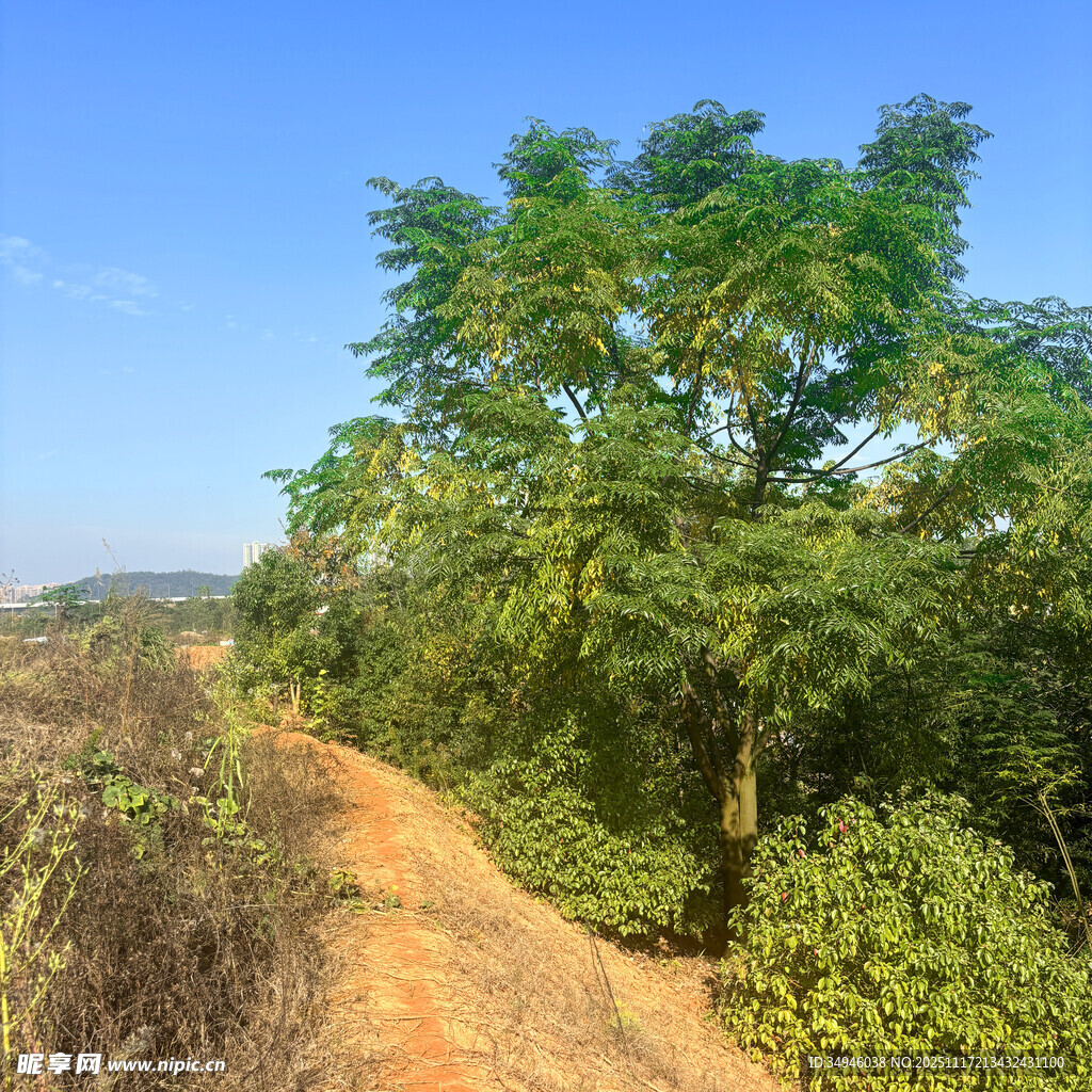乡间小路旁的葱郁绿树