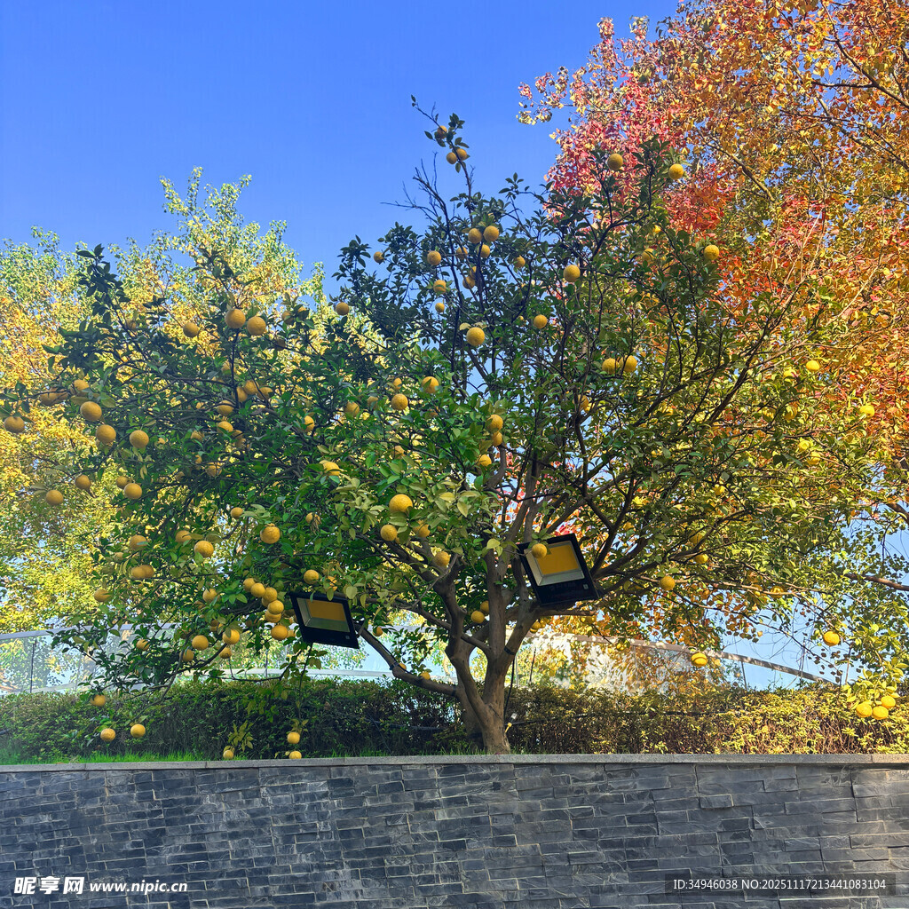 秋日多彩树木景致