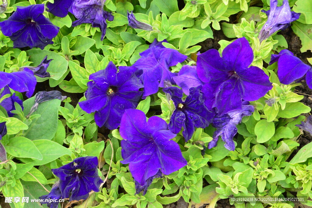 矮牵牛花  