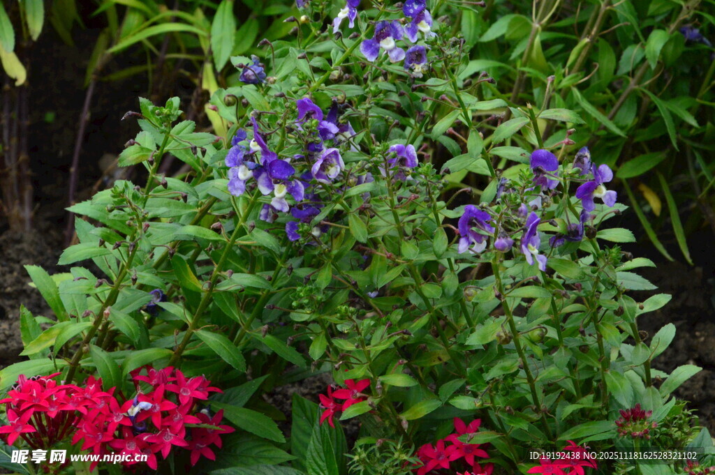 天使花 