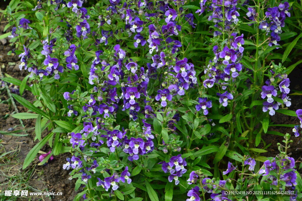 天使花  