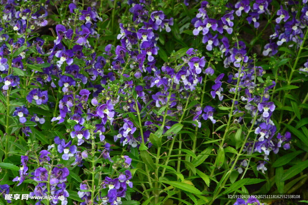 天使花 