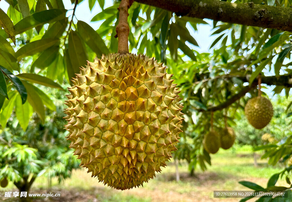 树上的榴莲果实