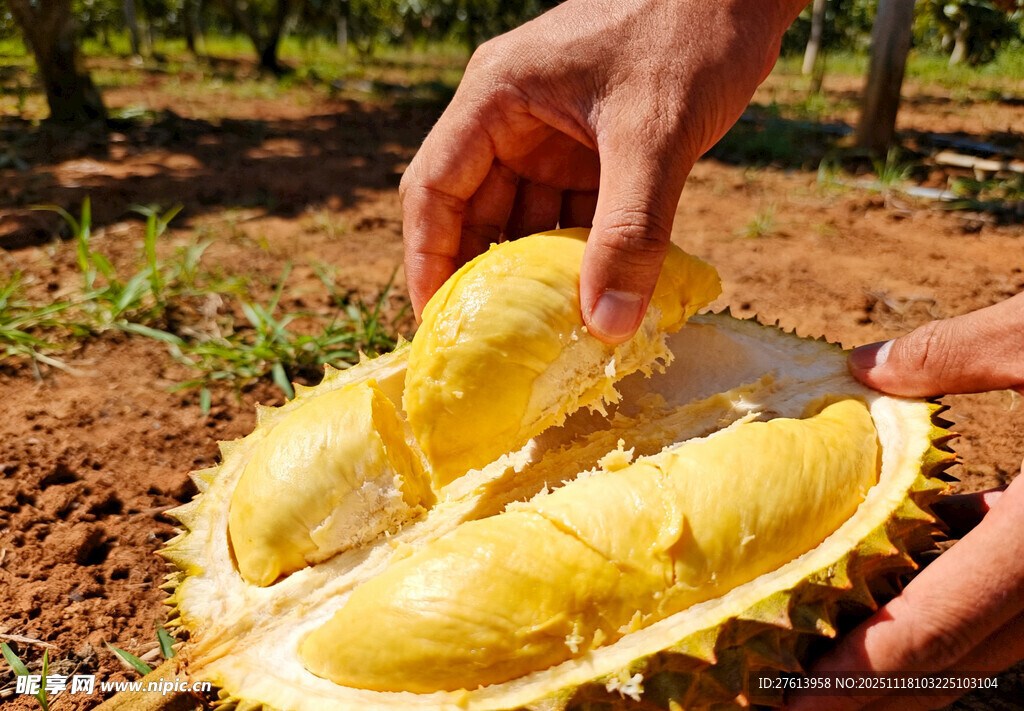 剥开的榴莲果肉