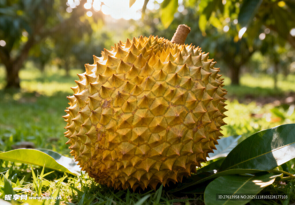 阳光下的榴莲果实