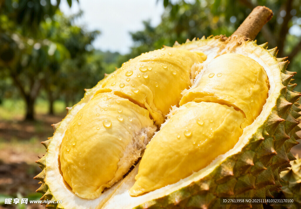 切开的榴莲果肉