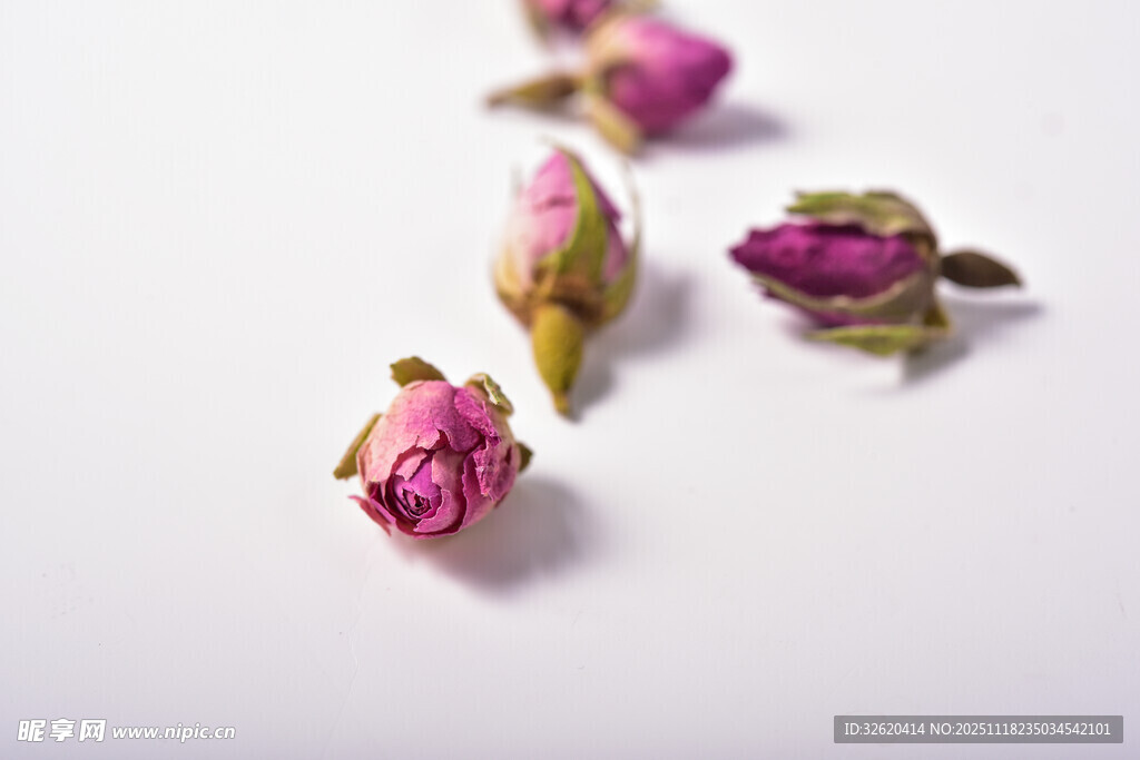 玫瑰花苞