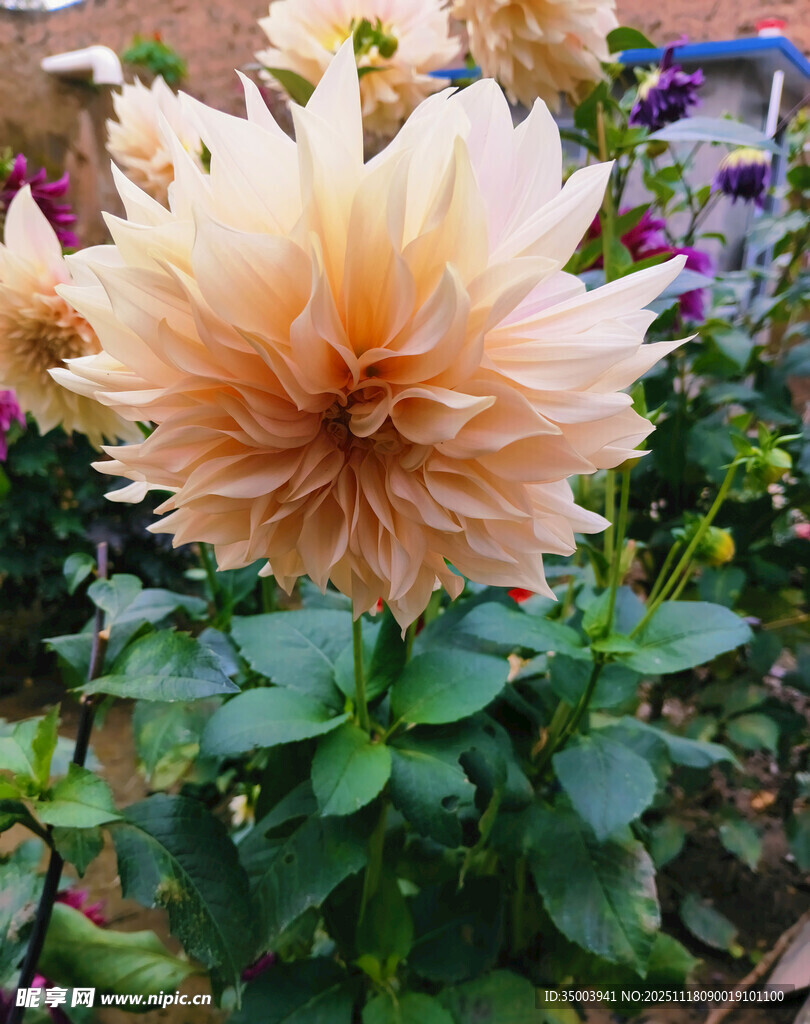 大朵浅黄大丽花绽放