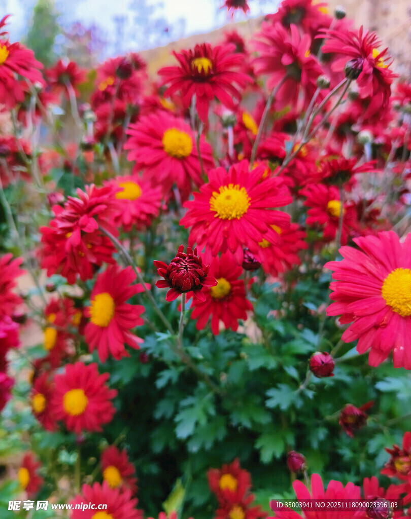 艳丽红菊花海绽放