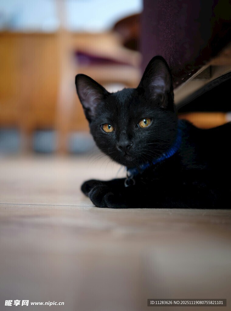 趴着的可爱小黑猫