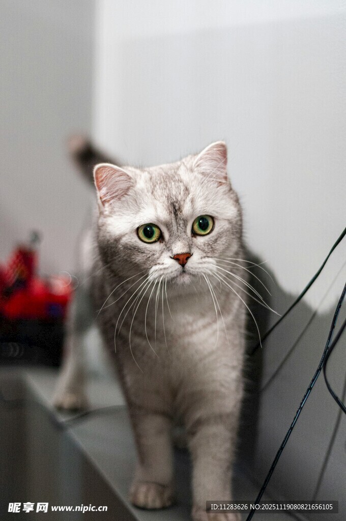 银渐层猫咪室内可爱模样