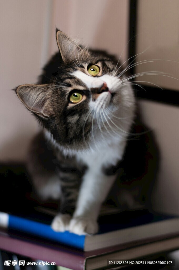 猫咪端坐于书本之上